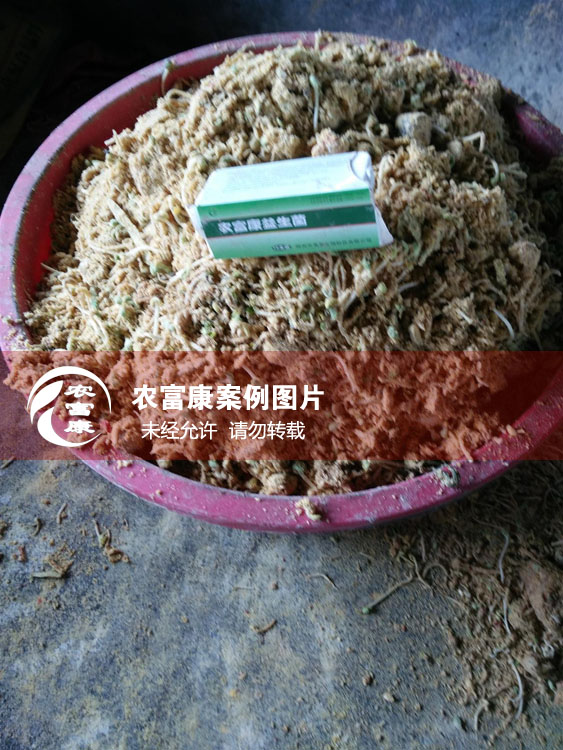 農(nóng)富康用戶(hù)發(fā)酵潲水做飼料喂豬案例圖片